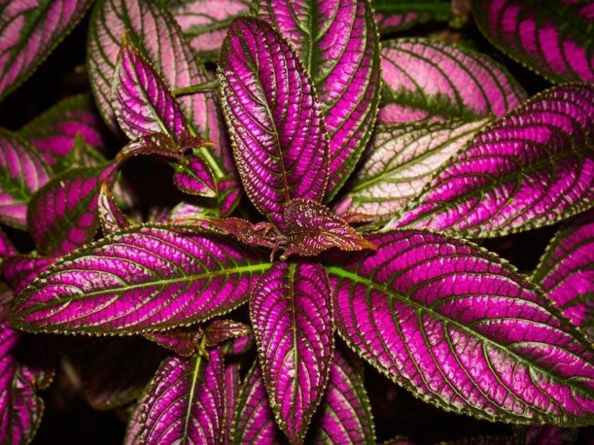 purple leaf umbrella instructions pdf